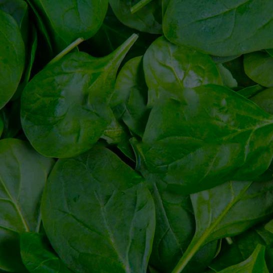Spinach 50 cups Spinach